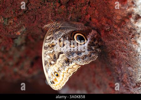 Owl Butterfly, Caligo, arroccato nei giardini botanici Foto Stock