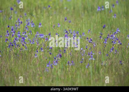 Prato violetto di Iris siberiano o bandiera siberiana (Iris sibirica) Foto Stock