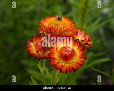 Primo piano di Strawflower (Xerochrysum bracteatum) e laborioso operaio di api del miele (Apis mellifera) - aiuole da giardino di campagna inglese, West Yorkshire, Inghilterra Regno Unito. Foto Stock