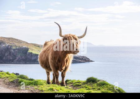 Highland Cow, Isola di Harris, Ebridi esterne, Scozia, Regno Unito, Europa Foto Stock
