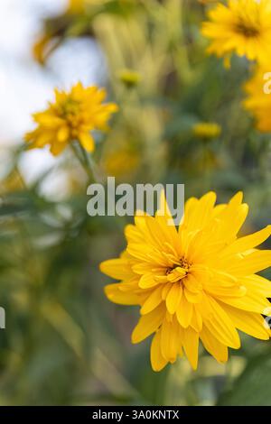 Fiori gialli di Rudbeckia laciniata hortensia o Cutleaf coneflower fiore selvatico perenne originario del Nord America, nel giardino o arcaite del paesaggio Foto Stock