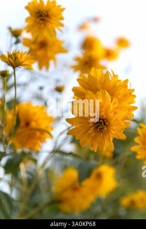 Fiori gialli di Rudbeckia laciniata hortensia o Cutleaf coneflower fiore selvatico perenne originario del Nord America, nel giardino o arcaite del paesaggio Foto Stock
