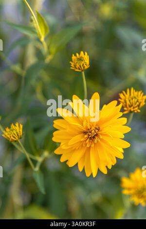 Fiori gialli di Rudbeckia laciniata hortensia o Cutleaf coneflower fiore selvatico perenne originario del Nord America, nel giardino o arcaite del paesaggio Foto Stock