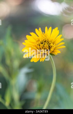 Fiori gialli di Rudbeckia laciniata hortensia o Cutleaf coneflower fiore selvatico perenne originario del Nord America, nel giardino o arcaite del paesaggio Foto Stock