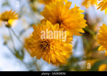 Fiori gialli di Rudbeckia laciniata hortensia o Cutleaf coneflower fiore selvatico perenne originario del Nord America, nel giardino o arcaite del paesaggio Foto Stock