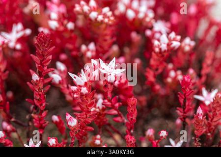 Primo piano di vivaci fiori selvatici rossi e bianchi in fiore Foto Stock