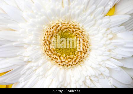 Primo piano di White Gerbera Daisy Flower con Yellow Center Foto Stock
