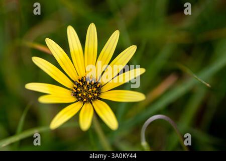 Primo piano di fiori selvatici gialli con Dark Center in un campo verde Foto Stock
