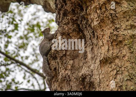 Grigio scoiattolo arrampicata su un albero in un parco di Londra Foto Stock