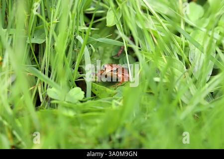 Piccola rana comune nascosta tra l'erba alta in un habitat naturale Foto Stock