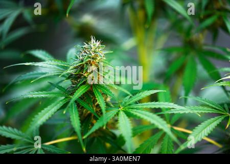 Primo piano di foglie di cannabis verde fresca. Concetto di crescita della marijuana medica Foto Stock
