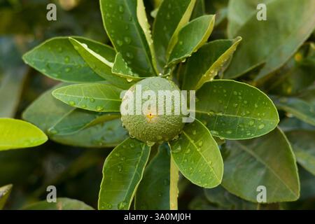 Arancio verde fresco con foglie verdi e gocce d'acqua Foto Stock