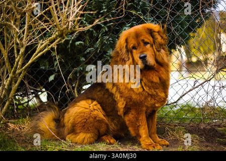 Un nobile mastino tibetano rosso si erge in un giardino innevato, con la sua fitta pelliccia invernale che si fonde con il tranquillo ambiente invernale. Foto Stock