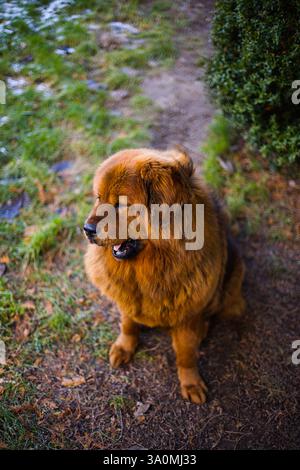 Un maestoso mastino tibetano rosso si erge in un cortile invernale, con la sua lussureggiante pelliccia che contrasta con la fresca spolveratura di neve bianca. Foto Stock