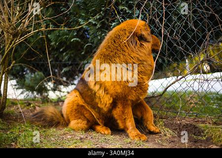 Un nobile mastino tibetano rosso si erge in un giardino innevato, con la sua fitta pelliccia invernale che si fonde con il tranquillo ambiente invernale. Foto Stock