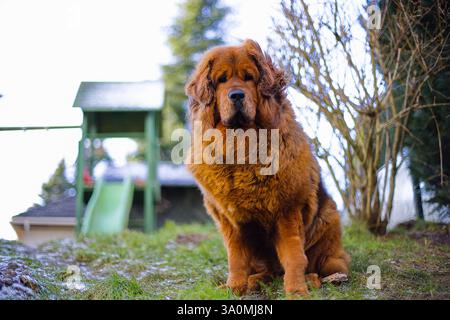 Un nobile mastino tibetano rosso si erge in un giardino innevato, con la sua fitta pelliccia invernale che si fonde con il tranquillo ambiente invernale. Foto Stock