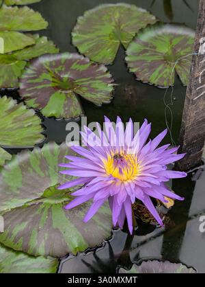 Nymphaea capensis con petali viola, centro giallo, polline di raccolta delle api. Tamponi di giglio strisciati, acqua scura. Luce naturale, bellezza acquatica. Foto Stock