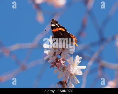 Vista ventrale ravvicinata di un ammiraglio rosso (Vanessa atalanta) seduto su un ramo della fioritura del ciliegio invernale (Prunus x subhirtella) Foto Stock