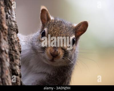 Primo piano estremo del volto di un curioso scoiattolo grigio orientale arroccato su un albero di pino e che guarda la fotocamera. Fotografato con una profondità bassa di Foto Stock