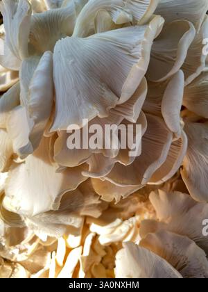 Primo piano di funghi ostrici che mostrano le loro delicate branchie e consistenza Foto Stock