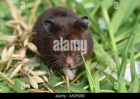 Nella foto, il criceto viene filmato per divertimento, si siede sull'erba e guarda nella telecamera. Foto Stock