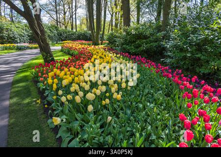 Campo di bulbi di tulipani primaverili nel giardino di Lisse vicino ad Amsterdam Olanda Paesi Bassi Foto Stock