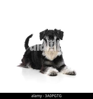Cane di razza pura, elegante schnauzer nero sdraiato con postura rilassata e zampe soffici allungate in avanti su sfondo bianco studio. Foto Stock
