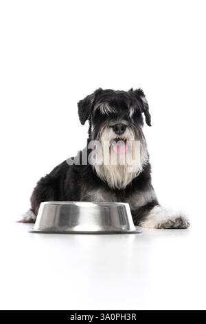 Cane nero Schnauzer disteso con postura rilassata vicino alla ciotola del cibo e zampe soffici allungate in avanti sullo sfondo bianco dello studio Foto Stock