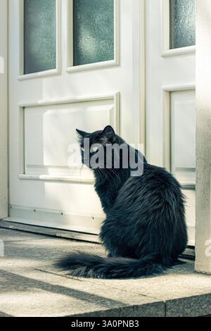 Gatto persiano nero dai capelli lunghi seduto fuori dalla porta Foto Stock