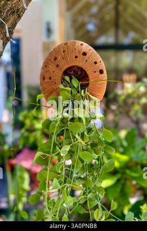 Pentola di argilla sospesa con vegetazione a cascata - sfondo naturale Una pentola di argilla perforata pende a un albero, adornata da una pianta verde a cascata. Il blurr Foto Stock