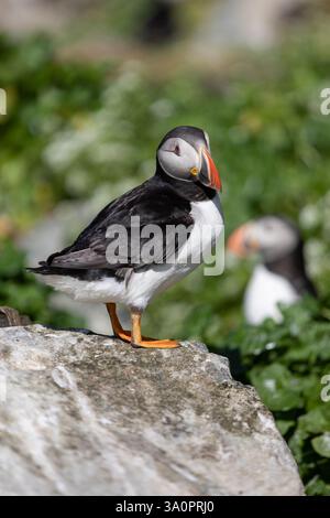 Il Atlantic Puffin Foto Stock