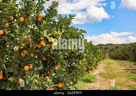 file di aranci con frutti maturi sui rami. Sudafrica Foto Stock