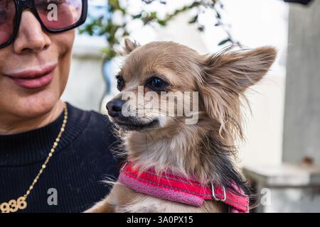 Donna elegante Cuddling Chihuahua Dog all'aperto Foto Stock