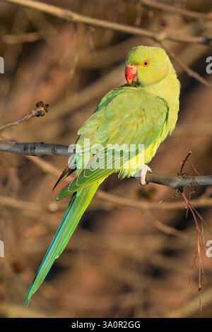 Parakeet femminile con collo ad anello, Psittacula Kramer, Londra, Regno Unito Foto Stock