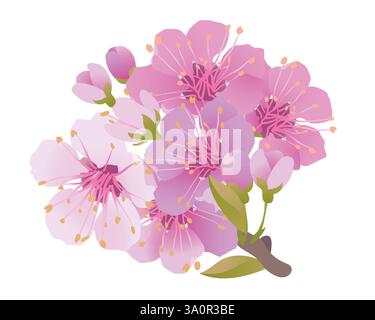 Rami di ciliegio in fiore su sfondo bianco. Per biglietti d'auguri primaverili e imballaggi cosmetici. Rami con fiori sakura rosa. Illustrazione vettoriale. Illustrazione Vettoriale
