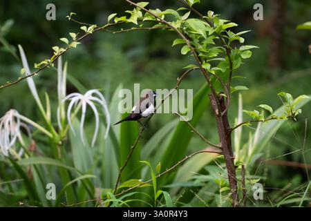 Bella munia con panciotto bianco (Lonchura leucogastra), arroccata su un ramo tra lussureggianti foglie verdi nel giardino di Mangalore, India. Foto Stock