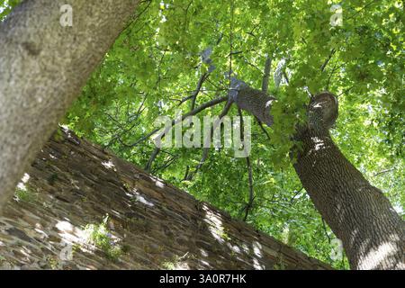 Alti alberi sulle mura della città di Freiberg, Sassonia, Germania, Europa Foto Stock