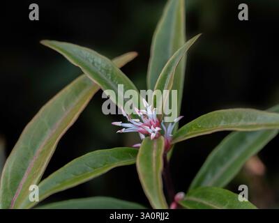 Primo piano di un unico fiore di Sarcococca hookeriana var. Digyna "stelo viola" in un giardino in primavera Foto Stock