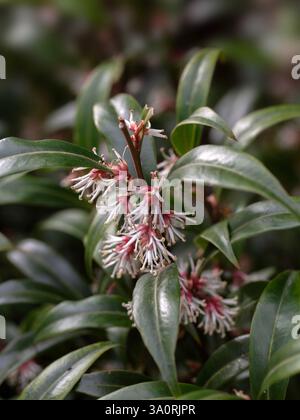 Primo piano di fiori di Sarcococca hookeriana var. Digyna "stelo viola" in un giardino in primavera Foto Stock