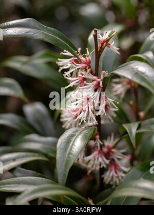 Primo piano di fiori di Sarcococca hookeriana var. Digyna "stelo viola" in un giardino in primavera Foto Stock