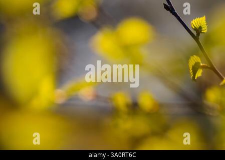 Nuove e vibranti foglie germogliano sui rami di una foresta in Svezia, mostrando la bellezza della primavera. La luce solare filtra delicatamente attraverso il fogliame, cre Foto Stock