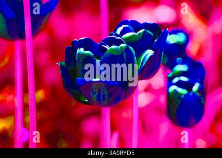 Una vivace collezione di fiori in piena fioritura, tra cui tulipani, margherite, Iris e fiori selvatici, con colori, texture e bellezza diversi Foto Stock