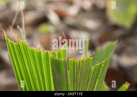 La fotografia cattura un primo piano di una foglia di palma verde con bordi frastagliati e sfilacciati, probabilmente modellati dal tempo, dalle condizioni atmosferiche o dagli insetti. Foto Stock