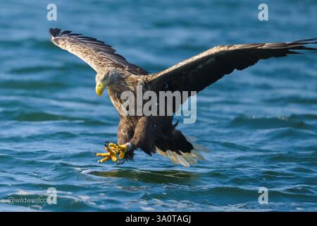 Aquila di mare dalla coda bianca con ali sparse per catturare pesci nel Sound of Mull, Scozia. Scattata nell'autunno 2024. aquila maschio di 16 anni. Foto Stock