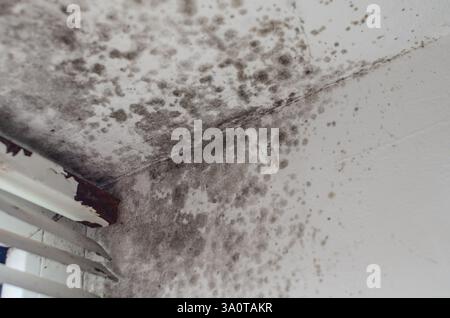 Macchie tossiche di muffa sulle pareti umide vicino alle tende usurate della stanza Foto Stock