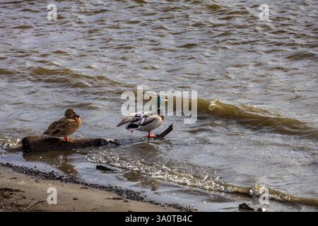 Due anatre appoggiate su un tronco sul bordo dell'acqua, con dolci onde che si muovono verso di loro, catturando un momento di pace nella natura Foto Stock