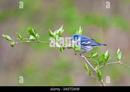 Cerulean Warbler arroccato in un ramo di caprifoglio in preparazione a volare via. Foto Stock