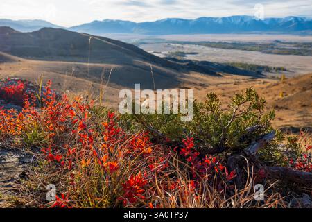 Paesaggio montano caratterizzato da vivaci fiori rossi in primo piano e da un'ampia vista sulla valle. Foto Stock