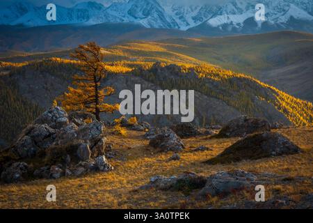 Albero solitario sulla cima di una collina rocciosa con vivaci colori autunnali, montagne panoramiche e viste della foresta Foto Stock
