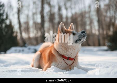 Sulla neve. Il cane Akita inu è all'aperto nel parco in inverno. Foto Stock